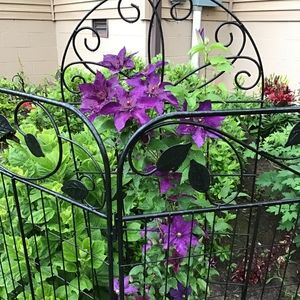 Meet your Posher, Rosanne